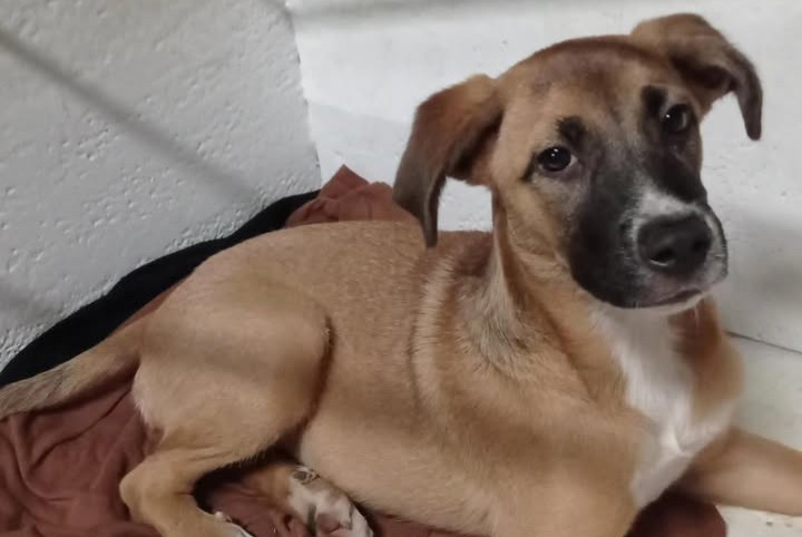 Alerte Découverte Chien Femelle Saint-Denis France